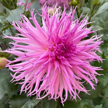 Load image into Gallery viewer, Van Isle Hope Dahlia Tuber - VIHOP
