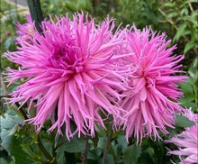 Load image into Gallery viewer, Van Isle Hope Dahlia Tuber - VIHOP
