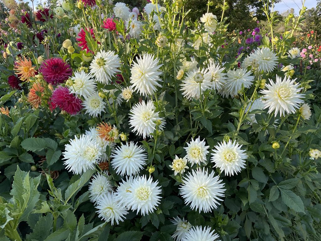 Van Isle Kenju Dahlia Tuber - VIKNJ – Deva's Gardens