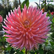 Load image into Gallery viewer, Majestic Kerkrade Dahlia Tuber - MJK
