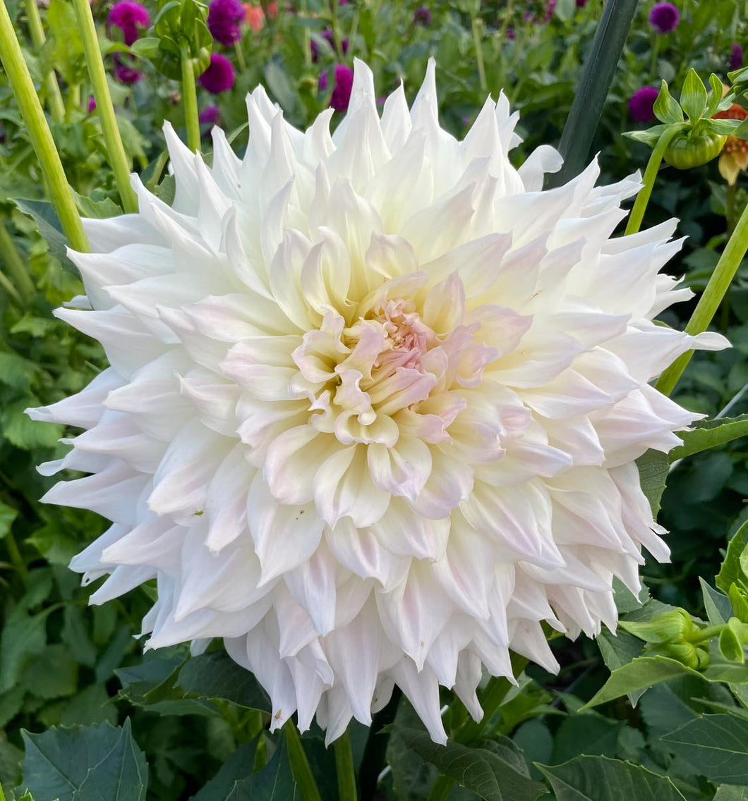 KA Cloud Dahlia Tuber - KACL