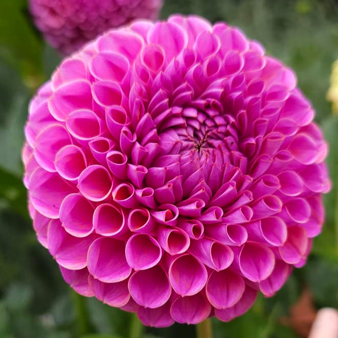 Isabelle Dahlia Tuber - ISBL