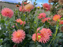 Load image into Gallery viewer, Felida Solar Flare Dahlia Tuber - FSF
