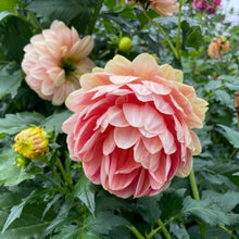 Load image into Gallery viewer, Hollyhill Serenity Dahlia Tuber - HHSR
