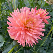 Load image into Gallery viewer, Felida Solar Flare Dahlia Tuber - FSF
