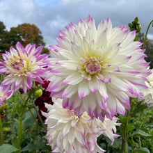 Load image into Gallery viewer, Ferncliff Illusion Dahlia Tuber - FERN
