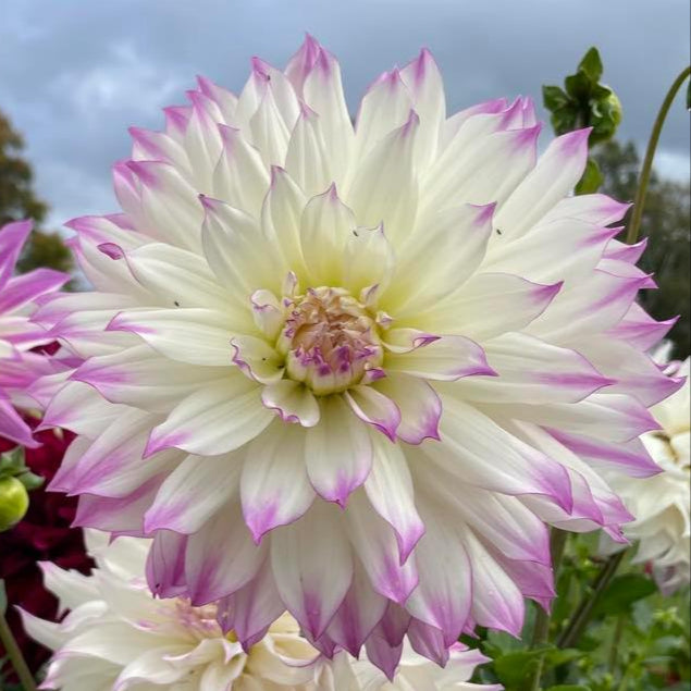 Ferncliff Illusion Dahlia Tuber - FERN