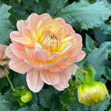 Load image into Gallery viewer, Hollyhill Serenity Dahlia Tuber - HHSR
