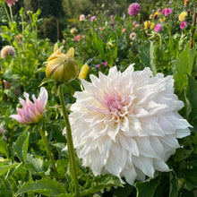 Load image into Gallery viewer, KA Cloud Dahlia Tuber - KACL
