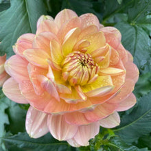 Load image into Gallery viewer, Hollyhill Serenity Dahlia Tuber - HHSR
