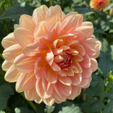 Load image into Gallery viewer, Hollyhill Serenity Dahlia Tuber - HHSR
