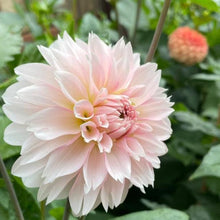 Load image into Gallery viewer, Budapest Blush Dahlia Tuber - BDBL
