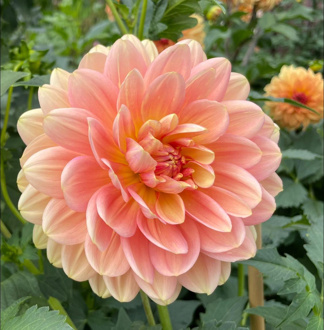 Hollyhill Serenity Dahlia Tuber - HHSR