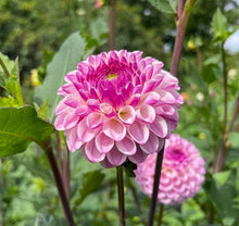 Load image into Gallery viewer, Van Isle Gem Dahlia Tuber - VIGEM
