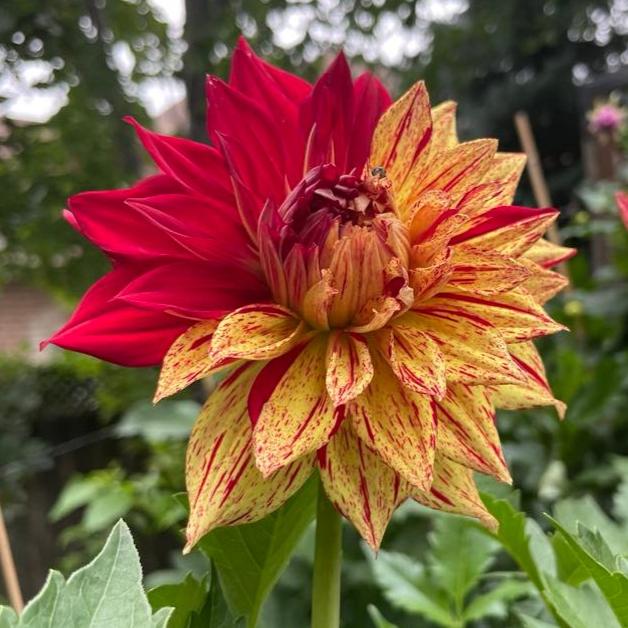 Cable Bay Bonfire Dahlia Tuber - CBBF – Deva's Gardens
