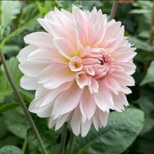 Load image into Gallery viewer, Budapest Blush Dahlia Tuber - BDBL
