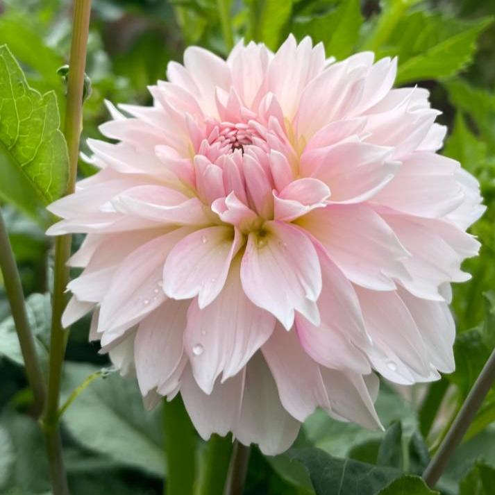 Budapest Blush Dahlia Tuber - BDBL