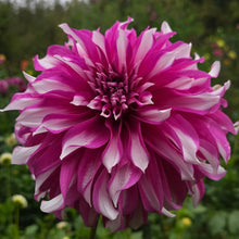 Load image into Gallery viewer, Radegast Dahlia Tuber - RDGS
