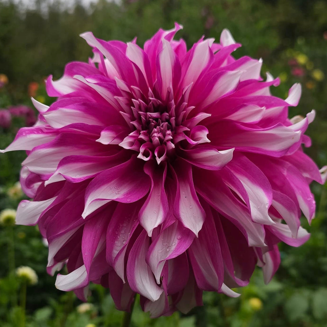 Radegast Dahlia Tuber - RDGS