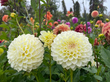 Load image into Gallery viewer, Cream Diane Dahlia Tuber - CRMDN
