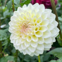 Load image into Gallery viewer, Cream Diane Dahlia Tuber - CRMDN
