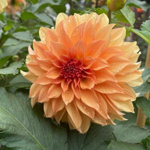 Load image into Gallery viewer, Van Isle Ira Dahlia Tuber - VIIRA
