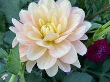 Load image into Gallery viewer, Daydreamer Dahlia Tuber - DDR
