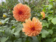 Load image into Gallery viewer, Van Isle Ira Dahlia Tuber - VIIRA
