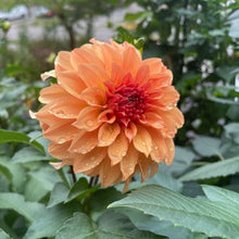 Load image into Gallery viewer, Van Isle Ira Dahlia Tuber - VIIRA
