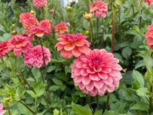 Load image into Gallery viewer, Ice Tea Dahlia Tuber - ICT
