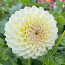 Load image into Gallery viewer, Cream Diane Dahlia Tuber - CRMDN
