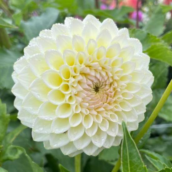 Cream Diane Dahlia Tuber - CRMDN