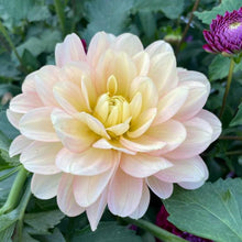 Load image into Gallery viewer, Daydreamer Dahlia Tuber - DDR
