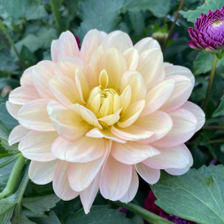 Daydreamer Dahlia Tuber - DDR