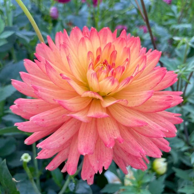 Felida Solar Flare Dahlia Tuber - FSF