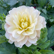 Load image into Gallery viewer, Daydreamer Dahlia Tuber - DDR
