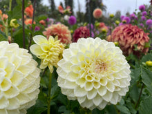 Load image into Gallery viewer, Cream Diane Dahlia Tuber - CRMDN
