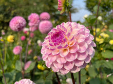 Load image into Gallery viewer, Van Isle Gem Dahlia Tuber - VIGEM
