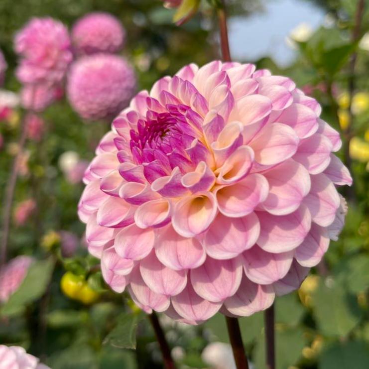 Van Isle Gem Dahlia Tuber - VIGEM