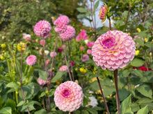 Load image into Gallery viewer, Van Isle Gem Dahlia Tuber - VIGEM
