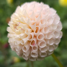 Load image into Gallery viewer, Irish D Porter Dahlia Tuber - IDP
