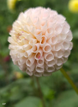 Load image into Gallery viewer, Irish D Porter Dahlia Tuber - IDP
