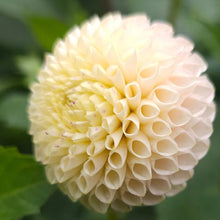 Load image into Gallery viewer, Irish D Porter Dahlia Tuber - IDP
