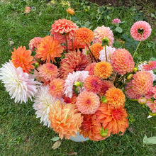 Load image into Gallery viewer, A Dahlia Value Pack (Unnamed) - 10 Tubers
