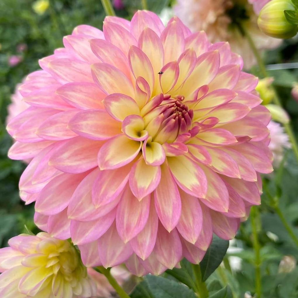 Teedy Crazy 4 Teedy Dahlia Tuber - CRZT – Deva's Gardens