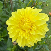 Load image into Gallery viewer, Van Isle Soleil Dahlia Tuber - VISOL
