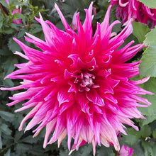 Load image into Gallery viewer, Grand Finale Dahlia Tuber - GRFN
