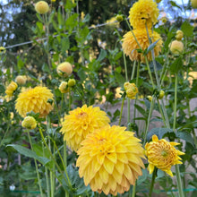 Load image into Gallery viewer, Van Isle Soleil Dahlia Tuber - VISOL

