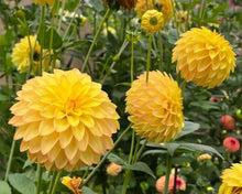 Load image into Gallery viewer, Van Isle Soleil Dahlia Tuber - VISOL
