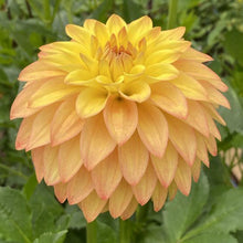 Load image into Gallery viewer, Van Isle Soleil Dahlia Tuber - VISOL
